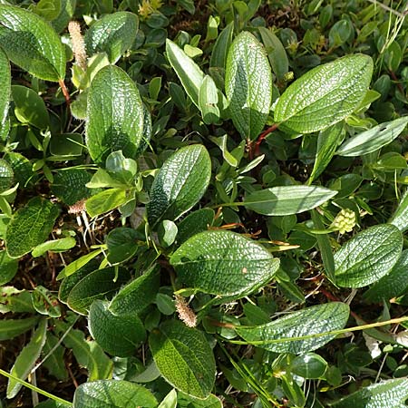 Salix reticulata \ Netzadrige Weide / Net-Leaved Willow, A Rax 28.6.2020