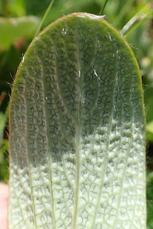 Salix reticulata \ Netzadrige Weide / Net-Leaved Willow, A Rax 28.6.2020