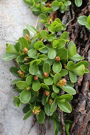 Salix retusa \ Stumpfblttrige Weide / Stunted Willow, A Schneealpe 30.6.2020