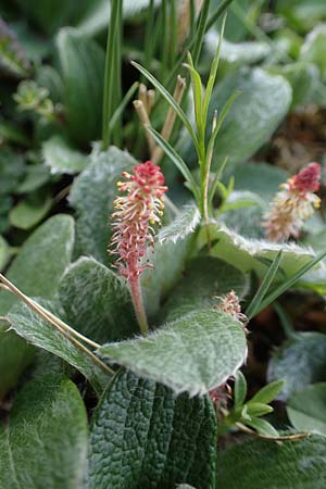 Salix reticulata \ Netzadrige Weide / Net-Leaved Willow, A Wölzer Tauern, Kleiner Zinken 26.6.2021