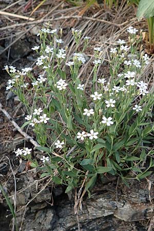 Silene rupestris \ Felsen-Leimkraut / Rock Campion, A Gaal 27.6.2021