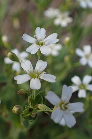 Silene rupestris \ Felsen-Leimkraut / Rock Campion, A Gaal 27.6.2021