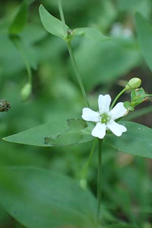Silene rupestris \ Felsen-Leimkraut / Rock Campion, A Ingeringsee 27.7.2021