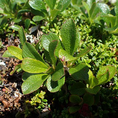 Arctostaphylos alpina \ Alpen-B�rentraube / Alpine Bearberry, A W&ouml;lzer Tauern, Hohenwart 29.7.2021