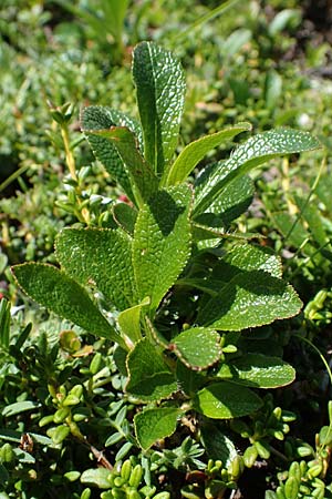 Arctostaphylos alpina \ Alpen-B�rentraube / Alpine Bearberry, A W&ouml;lzer Tauern, Hohenwart 29.7.2021