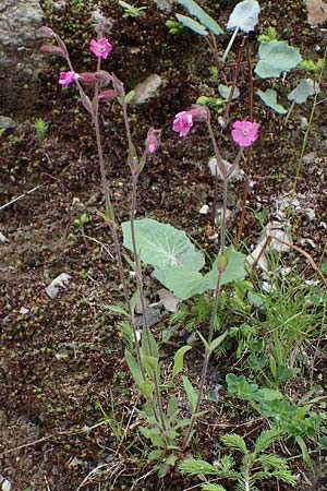Silene dioica \ Rote Lichtnelke / Red Campion, A Kärnten/Carinthia, Koralpe 4.7.2023