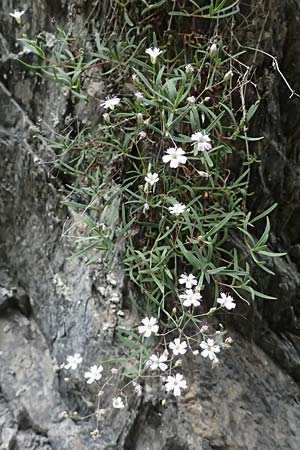 Silene rupestris \ Felsen-Leimkraut / Rock Campion, A Taxenbach 28.6.2025 Silene rupestris \ Felsen-Leimkraut / Rock Campion, A Taxenbach 28.6.2025