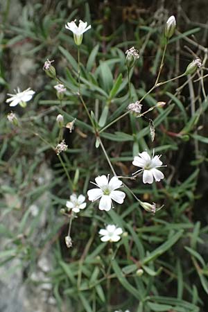 Silene rupestris \ Felsen-Leimkraut / Rock Campion, A Taxenbach 28.6.2025 Silene rupestris \ Felsen-Leimkraut / Rock Campion, A Taxenbach 28.6.2025