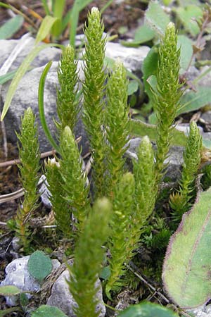 Selaginella selaginoides \ Dorniger Moosfarn / Lesser Clubmoss, A Hahntennjoch 16.7.2010