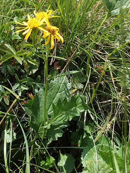Senecio subalpinus \ Berg-Greiskraut / Mountain Ragwort, A Kärnten/Carinthia, Koralpe 9.8.2016