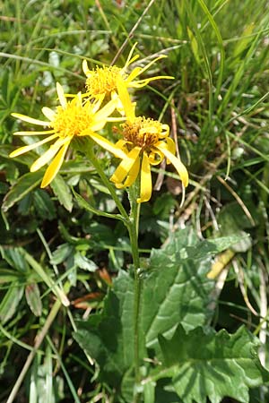 Senecio subalpinus \ Berg-Greiskraut / Mountain Ragwort, A Kärnten/Carinthia, Koralpe 9.8.2016