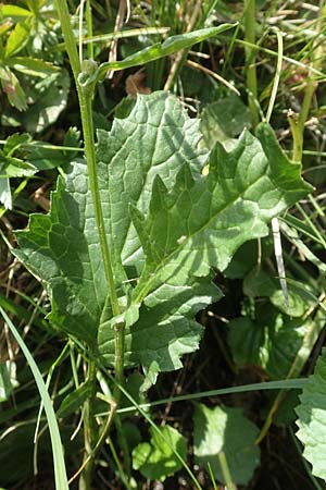 Senecio subalpinus \ Berg-Greiskraut / Mountain Ragwort, A Kärnten/Carinthia, Koralpe 9.8.2016
