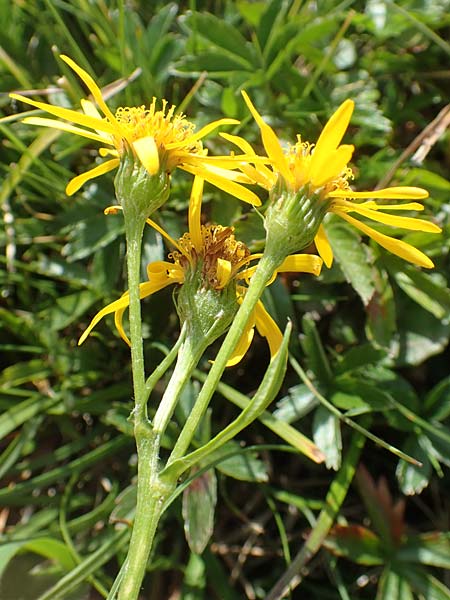 Senecio subalpinus \ Berg-Greiskraut / Mountain Ragwort, A Kärnten/Carinthia, Koralpe 9.8.2016