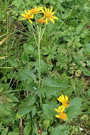 Senecio subalpinus \ Berg-Greiskraut / Mountain Ragwort, A Kärnten/Carinthia, Koralpe 9.8.2016