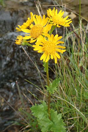 Senecio subalpinus \ Berg-Greiskraut / Mountain Ragwort, A Kärnten/Carinthia, Koralpe 9.8.2016