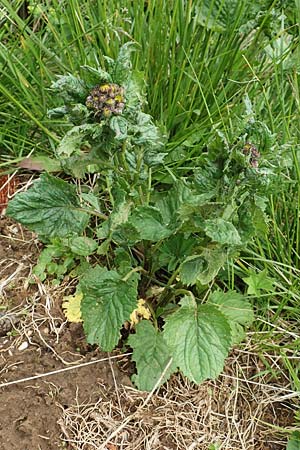 Senecio subalpinus \ Berg-Greiskraut / Mountain Ragwort, A Rax 28.6.2020