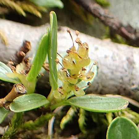 Salix serpillifolia \ Quendelblttrige Weide / Thyme-Leaved Willow, A Rax 28.6.2020