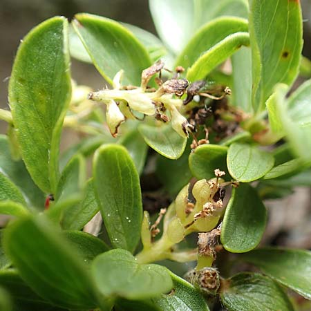 Salix serpillifolia \ Quendelblttrige Weide / Thyme-Leaved Willow, A Rax 28.6.2020