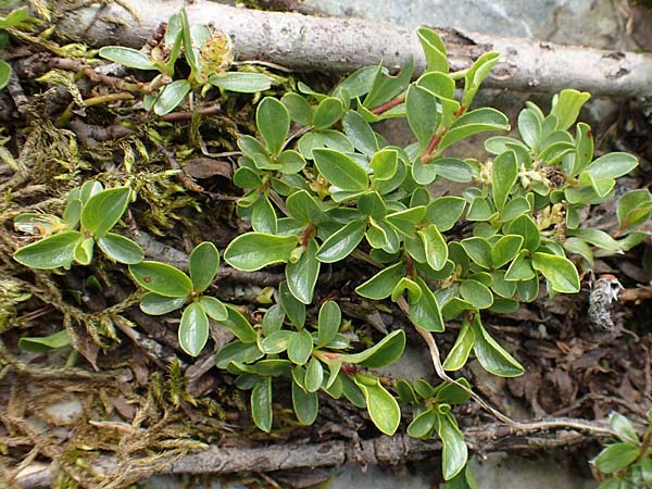 Salix serpillifolia \ Quendelblttrige Weide / Thyme-Leaved Willow, A Rax 28.6.2020