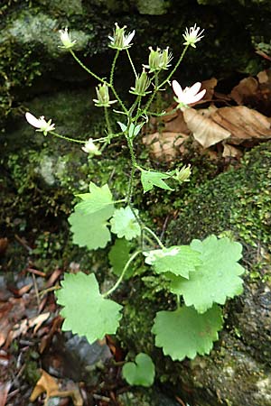 Saxifraga rotundifolia \ Rundblttriger Steinbrech / Round-Leaved Saxifrage, A Weichtal-Klamm 1.7.2020