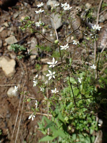 Saxifraga stellaris \ Stern-Steinbrech / Starry Saxifrage, A Seetaler Alpen, Zirbitzkogel 28.6.2021