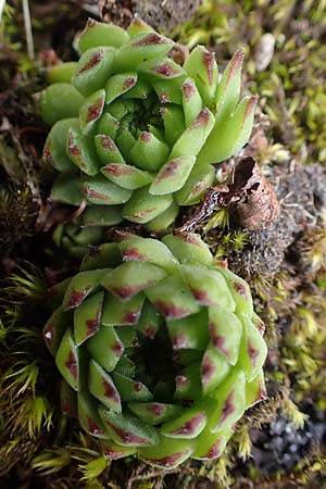 Sempervivum montanum subsp. stiriacum \ Steirische Berg-Hauswurz / Styrian Mountain House-Leek, A Seckauer Tauern, Brandst&auml;tter T&ouml;rl 1.7.2021