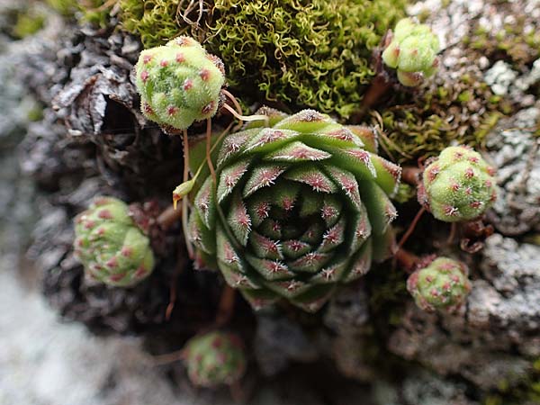 Sempervivum montanum subsp. stiriacum \ Steirische Berg-Hauswurz / Styrian Mountain House-Leek, A Seckauer Tauern, Brandst&auml;tter T&ouml;rl 1.7.2021