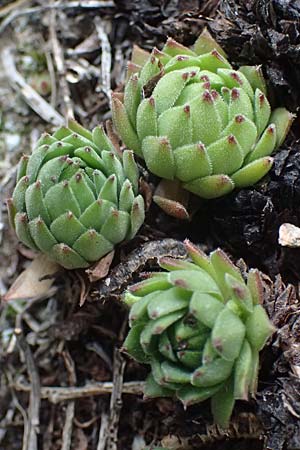 Sempervivum montanum subsp. stiriacum \ Steirische Berg-Hauswurz / Styrian Mountain House-Leek, A Seckauer Tauern, Brandst&auml;tter T&ouml;rl 1.7.2021