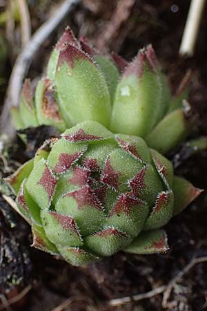 Sempervivum montanum subsp. stiriacum \ Steirische Berg-Hauswurz / Styrian Mountain House-Leek, A Seckauer Tauern, Brandst&auml;tter T&ouml;rl 1.7.2021