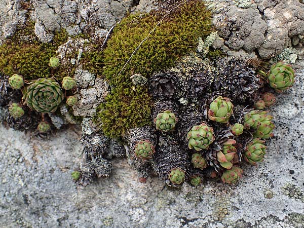 Sempervivum montanum subsp. stiriacum \ Steirische Berg-Hauswurz / Styrian Mountain House-Leek, A Seckauer Tauern, Brandst&auml;tter T&ouml;rl 1.7.2021