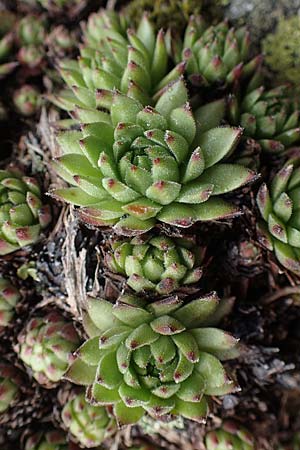 Sempervivum montanum subsp. stiriacum \ Steirische Berg-Hauswurz / Styrian Mountain House-Leek, A Seckauer Tauern, Brandst&auml;tter T&ouml;rl 1.7.2021