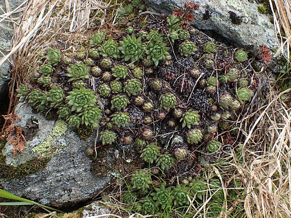 Sempervivum montanum subsp. stiriacum \ Steirische Berg-Hauswurz / Styrian Mountain House-Leek, A Seckauer Tauern, Brandst&auml;tter T&ouml;rl 1.7.2021