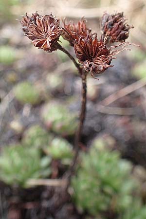 Sempervivum montanum subsp. stiriacum \ Steirische Berg-Hauswurz / Styrian Mountain House-Leek, A Seckauer Tauern, Brandst&auml;tter T&ouml;rl 1.7.2021