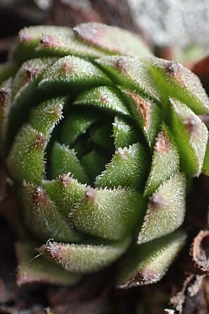 Sempervivum montanum subsp. stiriacum \ Steirische Berg-Hauswurz / Styrian Mountain House-Leek, A Seckauer Tauern, Brandst&auml;tter T&ouml;rl 1.7.2021