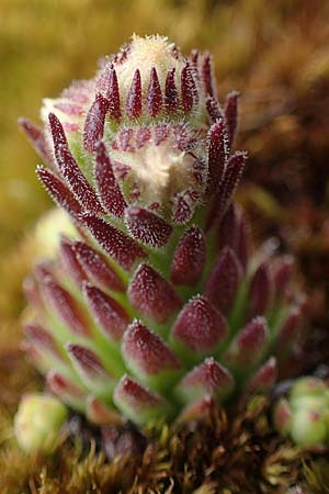 Sempervivum montanum subsp. stiriacum \ Steirische Berg-Hauswurz / Styrian Mountain House-Leek, A Seckauer Tauern, Brandst&auml;tter T&ouml;rl 1.7.2021