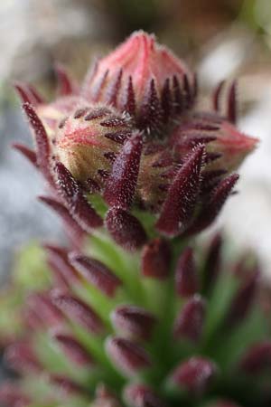 Sempervivum montanum subsp. stiriacum \ Steirische Berg-Hauswurz / Styrian Mountain House-Leek, A Seckauer Tauern, Brandst&auml;tter T&ouml;rl 1.7.2021