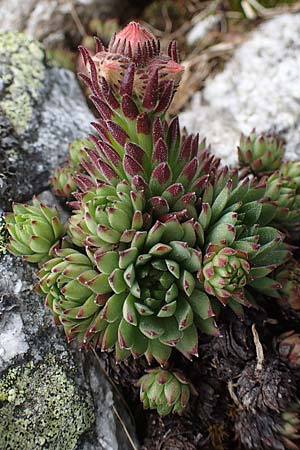 Sempervivum montanum subsp. stiriacum \ Steirische Berg-Hauswurz / Styrian Mountain House-Leek, A Seckauer Tauern, Brandst&auml;tter T&ouml;rl 1.7.2021