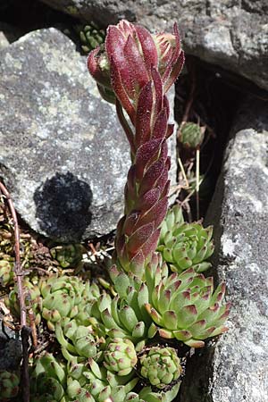 Sempervivum montanum subsp. stiriacum \ Steirische Berg-Hauswurz / Styrian Mountain House-Leek, A Seckauer Tauern, Brandst&auml;tter T&ouml;rl 1.7.2021