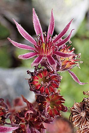 Sempervivum montanum subsp. stiriacum \ Steirische Berg-Hauswurz / Styrian Mountain House-Leek, A Seckauer Tauern, Brandst&auml;tter T&ouml;rl 27.7.2021