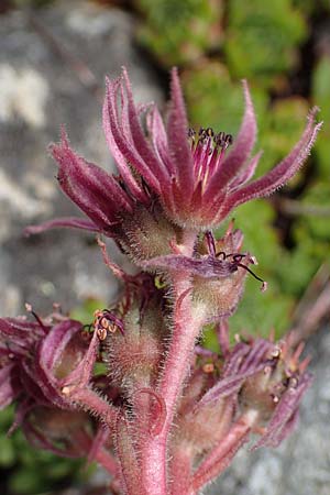 Sempervivum montanum subsp. stiriacum \ Steirische Berg-Hauswurz / Styrian Mountain House-Leek, A Seckauer Tauern, Brandst&auml;tter T&ouml;rl 27.7.2021