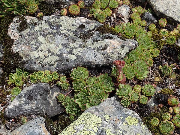 Sempervivum montanum subsp. stiriacum \ Steirische Berg-Hauswurz / Styrian Mountain House-Leek, A Seckauer Tauern, Brandst&auml;tter T&ouml;rl 27.7.2021