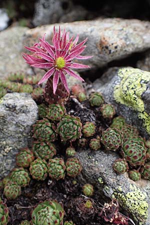 Sempervivum montanum subsp. stiriacum \ Steirische Berg-Hauswurz / Styrian Mountain House-Leek, A Seckauer Tauern, Brandst&auml;tter T&ouml;rl 27.7.2021