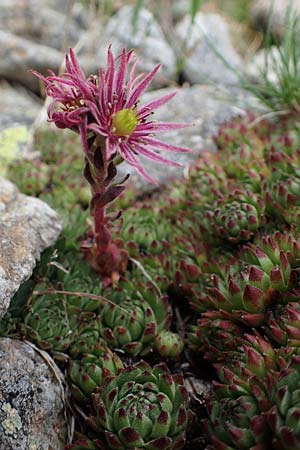 Sempervivum montanum subsp. stiriacum \ Steirische Berg-Hauswurz / Styrian Mountain House-Leek, A Seckauer Tauern, Brandst&auml;tter T&ouml;rl 27.7.2021