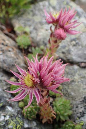 Sempervivum montanum subsp. stiriacum \ Steirische Berg-Hauswurz / Styrian Mountain House-Leek, A Seckauer Tauern, Brandst&auml;tter T&ouml;rl 27.7.2021