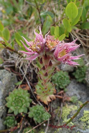 Sempervivum montanum subsp. stiriacum \ Steirische Berg-Hauswurz / Styrian Mountain House-Leek, A Seckauer Tauern, Brandst&auml;tter T&ouml;rl 27.7.2021