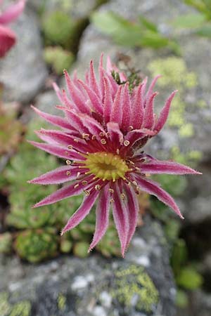 Sempervivum montanum subsp. stiriacum \ Steirische Berg-Hauswurz / Styrian Mountain House-Leek, A Seckauer Tauern, Brandst&auml;tter T&ouml;rl 27.7.2021