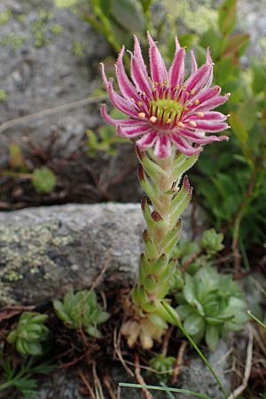 Sempervivum montanum subsp. stiriacum \ Steirische Berg-Hauswurz / Styrian Mountain House-Leek, A Seckauer Tauern, Brandst&auml;tter T&ouml;rl 27.7.2021