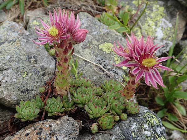 Sempervivum montanum subsp. stiriacum \ Steirische Berg-Hauswurz / Styrian Mountain House-Leek, A Seckauer Tauern, Brandst&auml;tter T&ouml;rl 27.7.2021