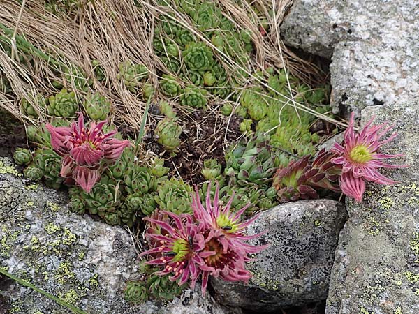 Sempervivum montanum subsp. stiriacum \ Steirische Berg-Hauswurz / Styrian Mountain House-Leek, A Seckauer Tauern, Brandst&auml;tter T&ouml;rl 27.7.2021