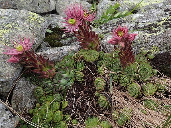 Sempervivum montanum subsp. stiriacum \ Steirische Berg-Hauswurz / Styrian Mountain House-Leek, A Seckauer Tauern, Brandst&auml;tter T&ouml;rl 27.7.2021